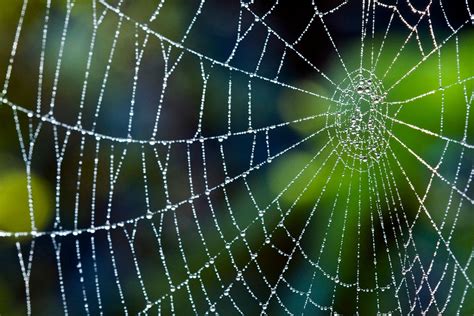jueteng spider web|To real.